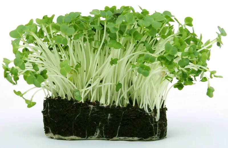 A block of garden cress