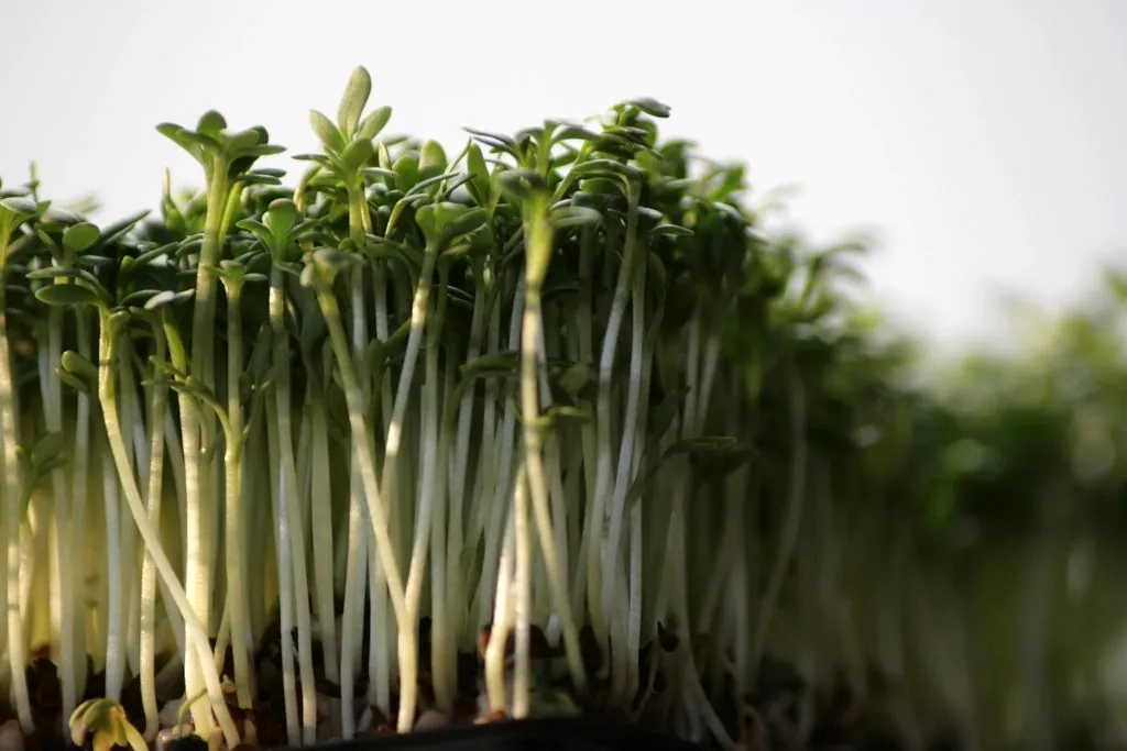 Sunflower microgreens ready to cut