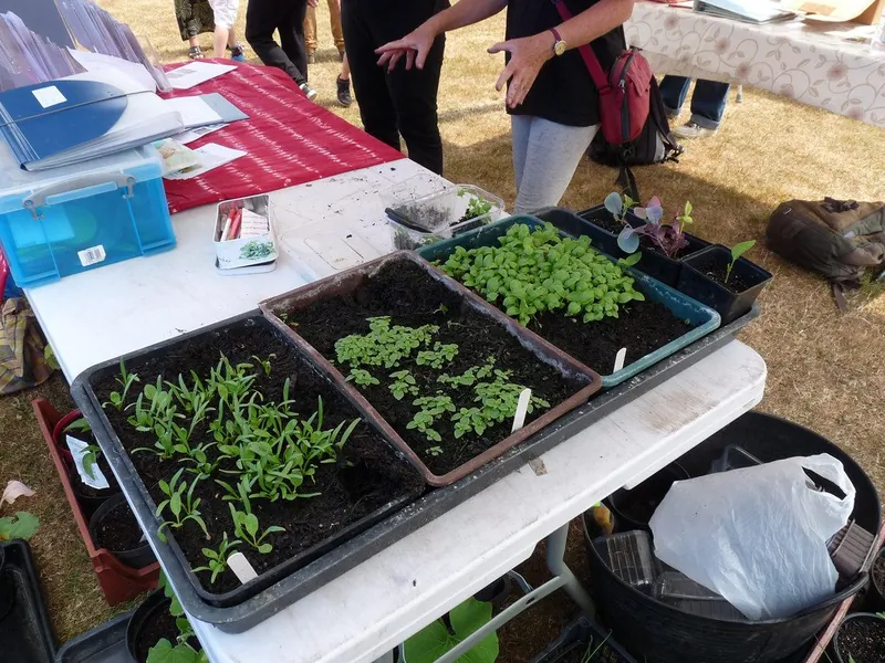 Trays of mixed microgreens
