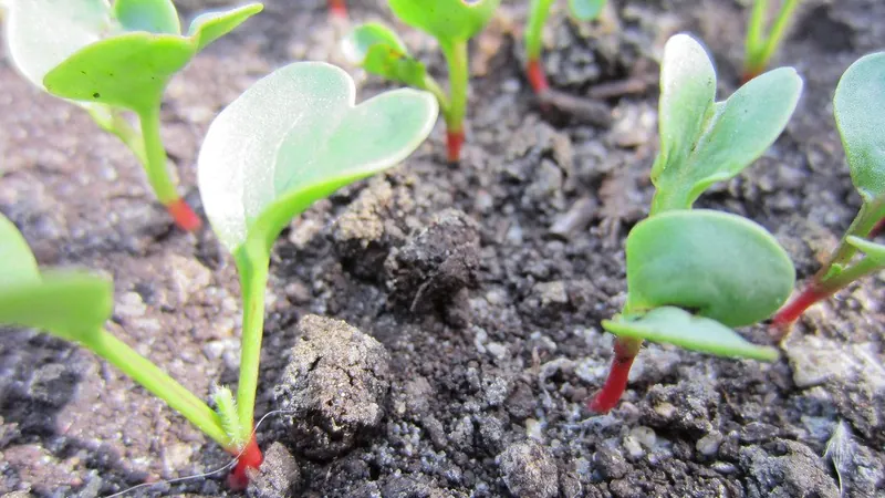 Radish microgreens with pink stems