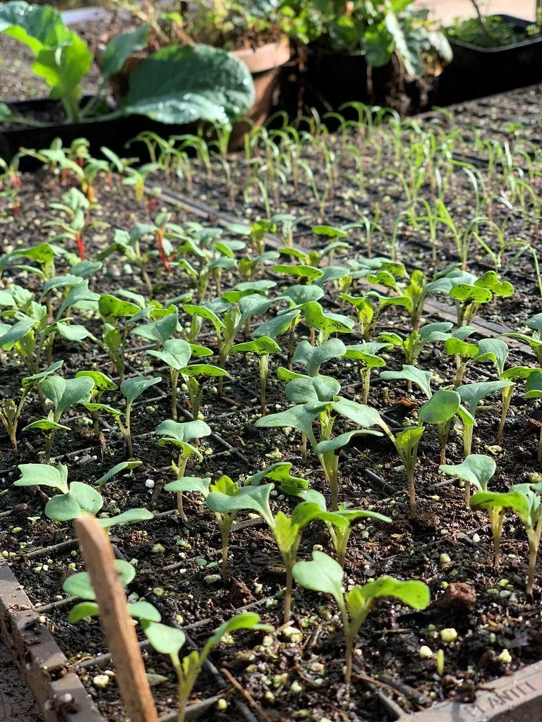 Pea shoots