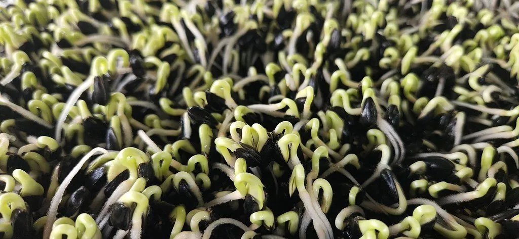 Seeds just sprouting in a tray