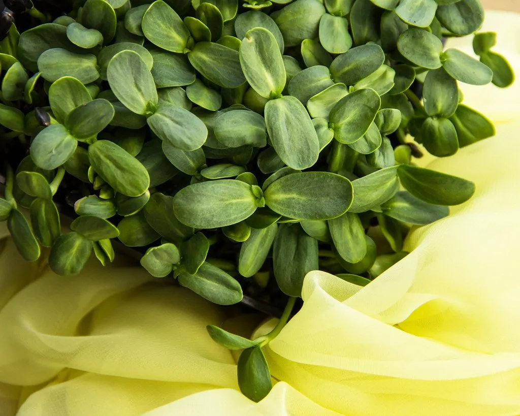 Sunflower microgreens, close up